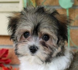 Havanese Puppies for sale; |Puppy for Sale|Dogs| havanese Breeders ...