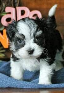 winston front