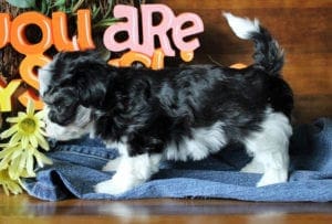 winston markings left side