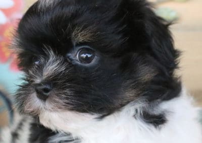 Havanese Puppies for sale; |Puppy for Sale|Dogs| havanese Breeders ...